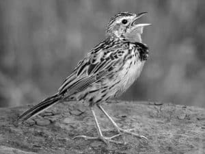 Birdwatching Guide - Top Spots for the Rosy-Throated Longclaw in Tanzania