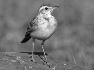 Birdwatching Hotspots - Plain-Backed Pipit in Tanzania