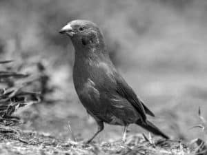 Birdwatching Tips - Capturing Tanzania’s Red-Cheeked Cordonbleu