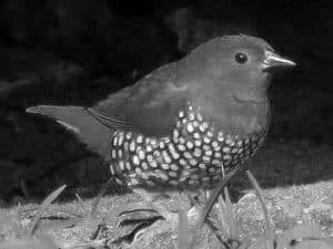 Birdwatching Tips - Spotting the Green-Backed Twinspot in Tanzania