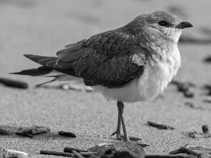 Black-Winged Pratincole in Tanzania - Masterful Fliers Gracing Tanzanian Skies