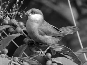 Breeding Insights - Crimson-Rumped Waxbill in Tanzania