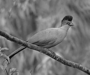 Canopy Crown - Habitat of the Purple-Crested Turaco in Tanzania