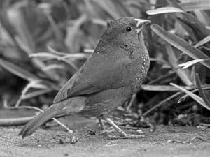 Capture the Charm - Birdwatching the Brown Firefinch in Tanzania