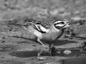 Capture the Moment - Birdwatching the Golden-Breasted Bunting