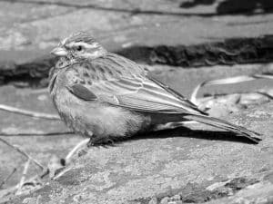 Capture the Moment - Spotting the Cinnamon-Breasted Bunting