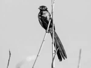 Celebrate Tanzania’s Wildlife The Red-Collared Widowbird