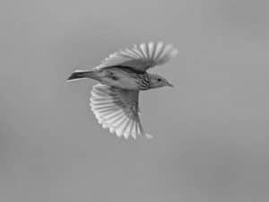 Celebrate Wildlife - The Short-tailed Pipit in Tanzania