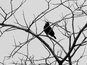 Celebrate the Beauty - Green Indigobird of Tanzania