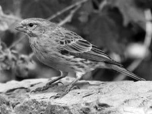 Celebrate the Beauty - White-Bellied Canary in Tanzania