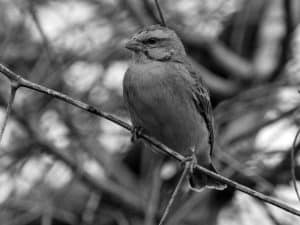 Celebrate the Canary - Appreciating the Yellow-Fronted Beauty