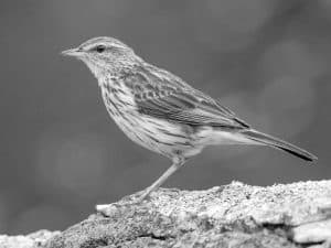 Celebrate the Diversity - Striped Pipit in Tanzania