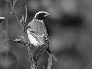 Celebrate the Rare - The Black-Eared Seedeater in Tanzania