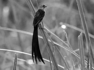 Celebrate the Red-Cowled Widowbird - A Tanzanian Treasure