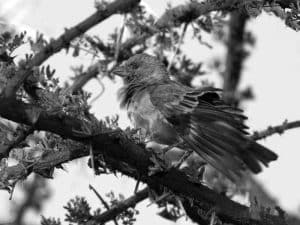 Celebrate the Rustic Beauty - Chestnut Sparrow in Tanzania