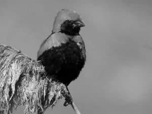 Celebrate the Yellow-Crowned Bishop - A Jewel in Tanzania’s Wildlife