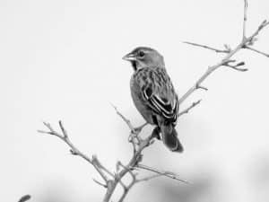 Celebrate the Yellow-Mantled Widowbird - A Rare Tanzanian Gem