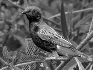 Celebrate the Zanzibar Red Bishop - Tanzania’s Avian Beauty