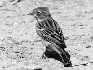 Community Heroes - Protecting the Ortolan Bunting