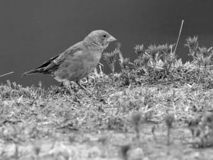 Conclude with Conservation - Protecting the Swahili Sparrow in Tanzania