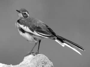 Conservation Alert - African Pied Wagtail in Tanzania