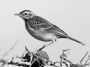 Conservation Alert - African Pipit in Tanzania