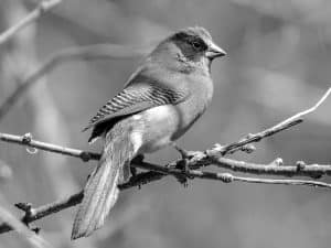 Conservation Alert - Black-Cheeked Waxbill’s Status in Tanzania