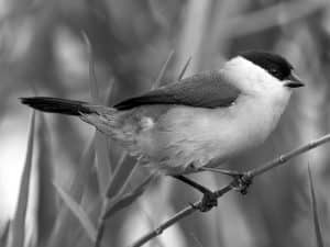 Conservation Alert - Black-Crowned Waxbill’s Status in Tanzania