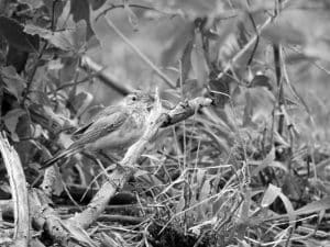 Conservation Alert - Buffy Pipit in Tanzania