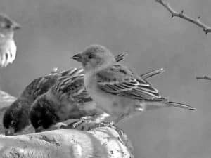 Conservation Alert - Chestnut Sparrow in Tanzania