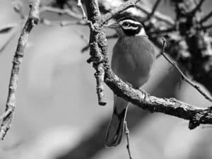 Conservation Alert - Golden-Breasted Bunting in Tanzania