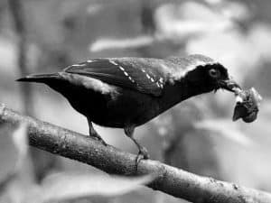 Conservation Alert - Gray-Headed Nigrita’s Status in Tanzania