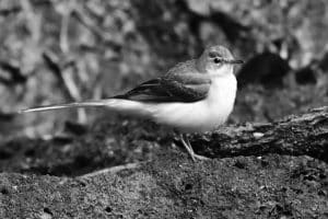 Conservation Alert - Gray Wagtail in Tanzania