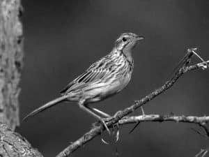 Conservation Alert - Pangani Longclaw in Tanzania