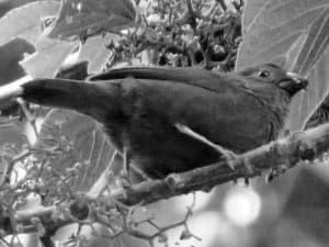 Conservation Alert -Protecting Tanzania’s Red-Faced Crimsonwing