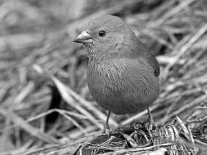 Conservation Alert - Protecting Tanzania’s Southern Cordonbleu