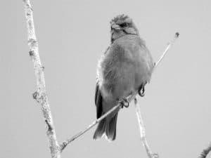 Conservation Alert - Protecting Tanzania’s Yellow-Fronted Canary