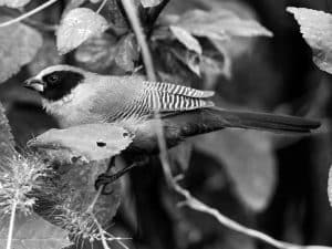 Conservation Alert - Protecting the Black-Faced Waxbill in Tanzania