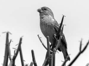 Conservation Alert - Protecting the Brimstone Canary