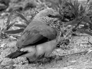 Conservation Alert - Protecting the Gray-Headed Silverbill in Tanzania