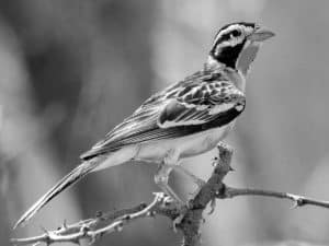 Conservation Alert - Protecting the Somali Bunting