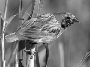 Conservation Alert - Protecting the Yellow-Crowned Bishop