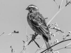 Conservation Alert - Reichenow’s Seedeater in Tanzania