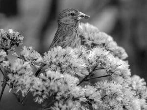 Conservation Alert - Southern Citril in Tanzania