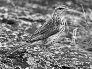 Conservation Alert - Striped Pipit in Tanzania