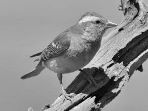 Conservation Alert - Yellow-Throated Bush Sparrow in Tanzania