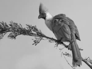 Conservation Call - Saving the Bare-Faced Go-Away-Bird