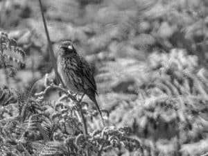 Conservation Concerns - Protecting the Yellow-Browed Seedeater