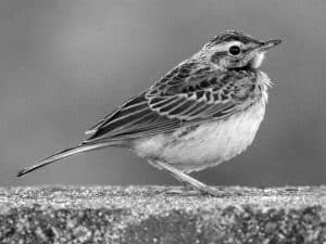 Conservation Efforts - Protecting the African Pipit in Tanzania