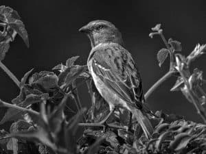 Conservation Efforts - Saving the Kenya Rufous Sparrow in Tanzania